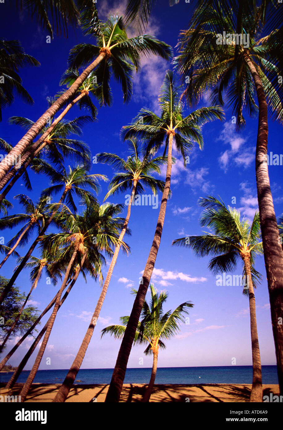A grove of palm trees on Anaehoomalu Beach Kona Coast on the Big Island of Hawaii Stock Photo
