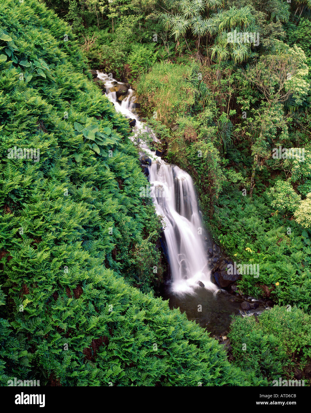 Rainforest kauai hawaii hi-res stock photography and images - Alamy