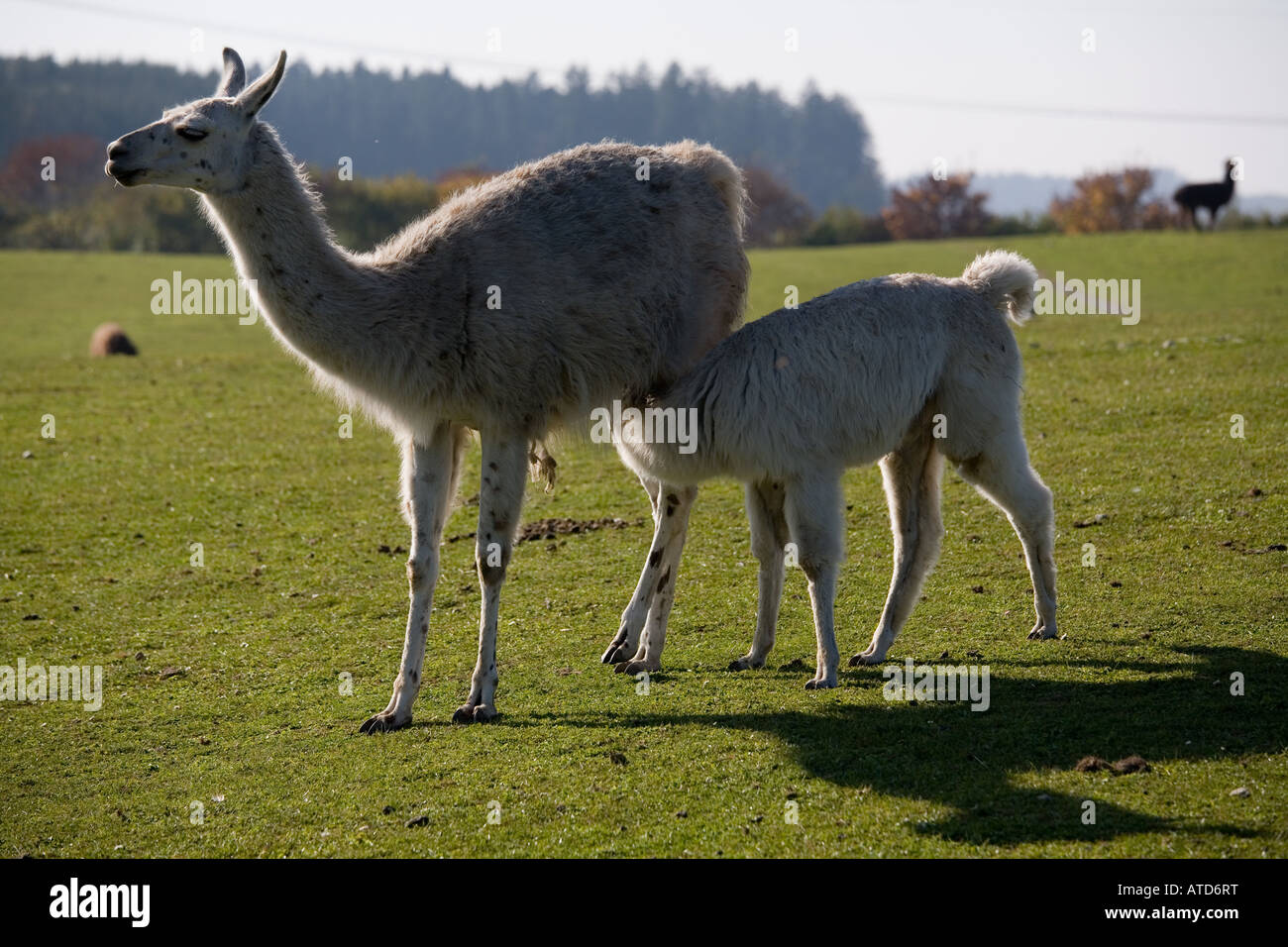 Alpaca Lama pacos or Vicugna pacos Stock Photo