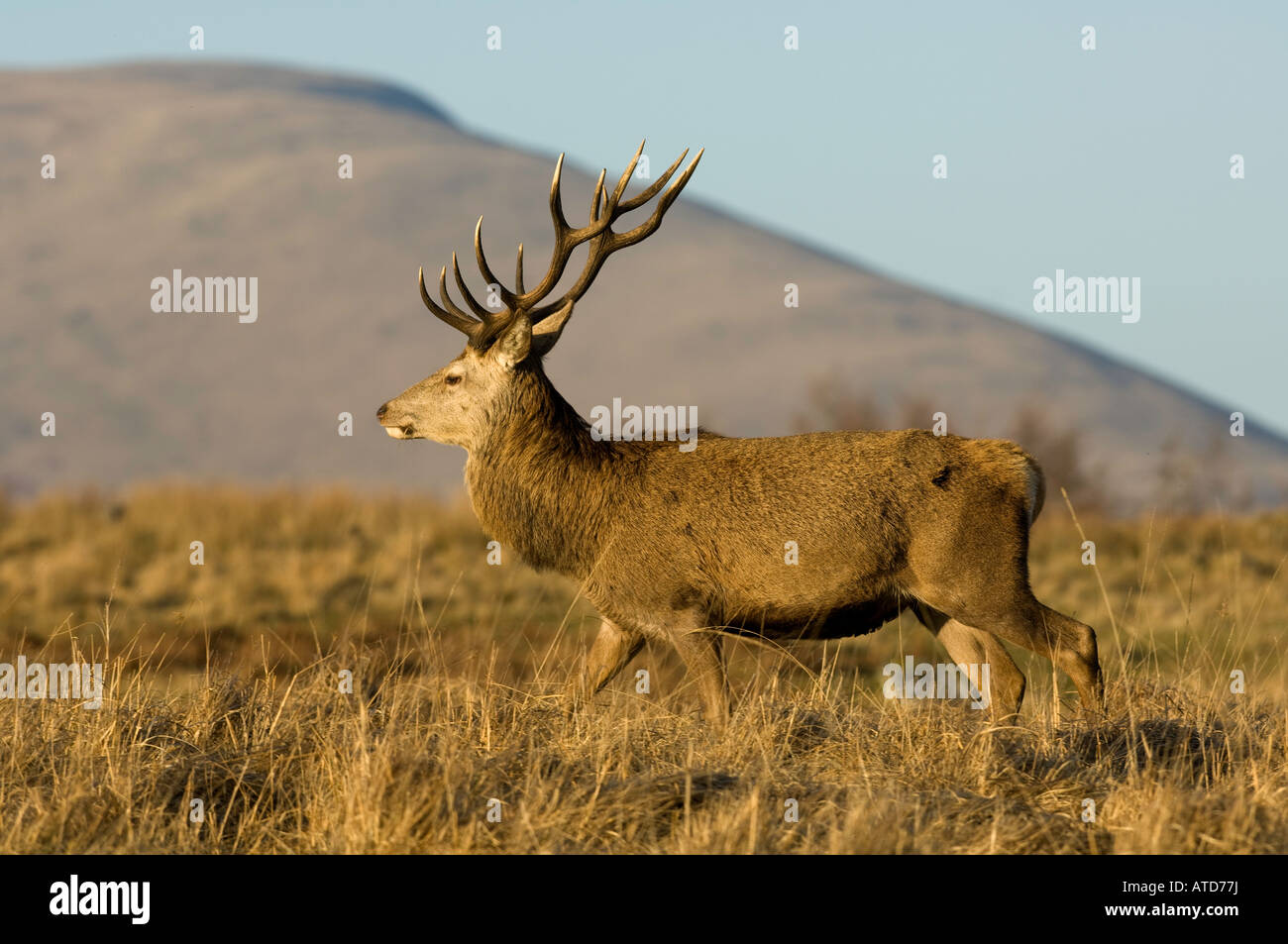 Red Deer stag in Glenkens area Galloway Scotland Stock Photo