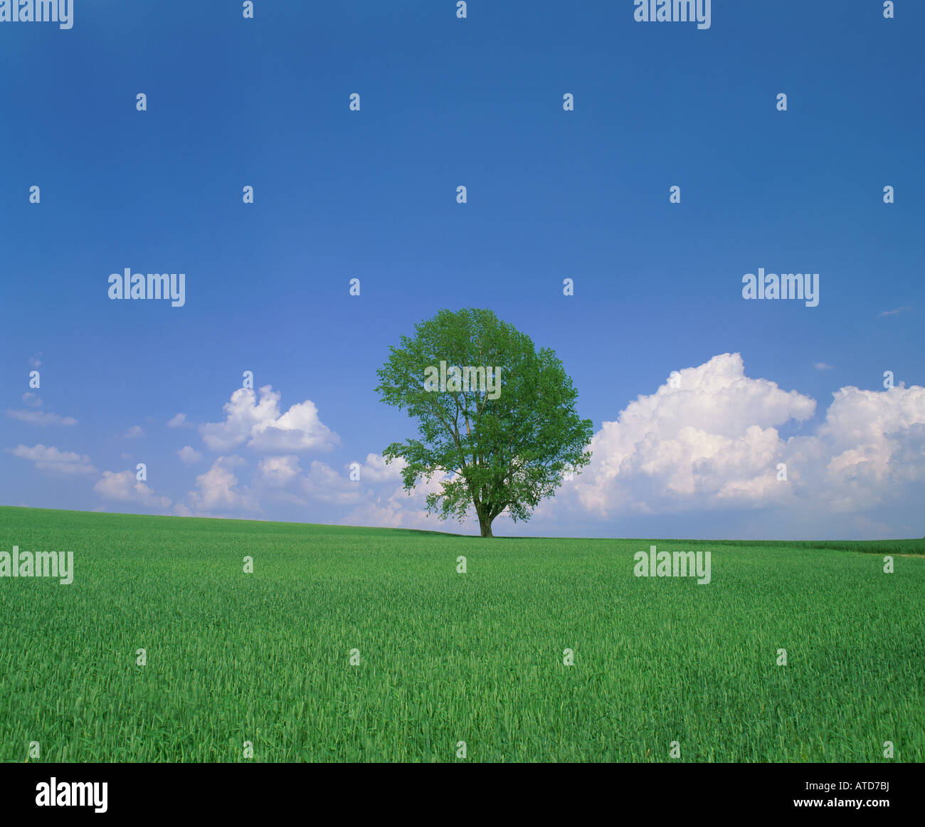 Single tree in green field, Hokkaido, Japan Stock Photo - Alamy