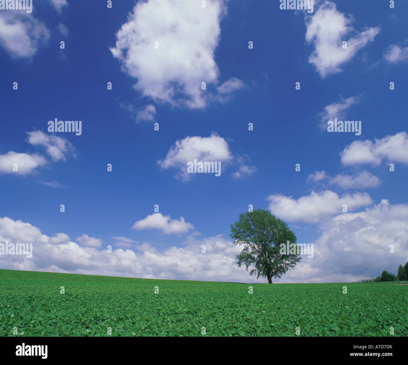 Single tree in wheat field, Hokkaido, Japan Stock Photo - Alamy