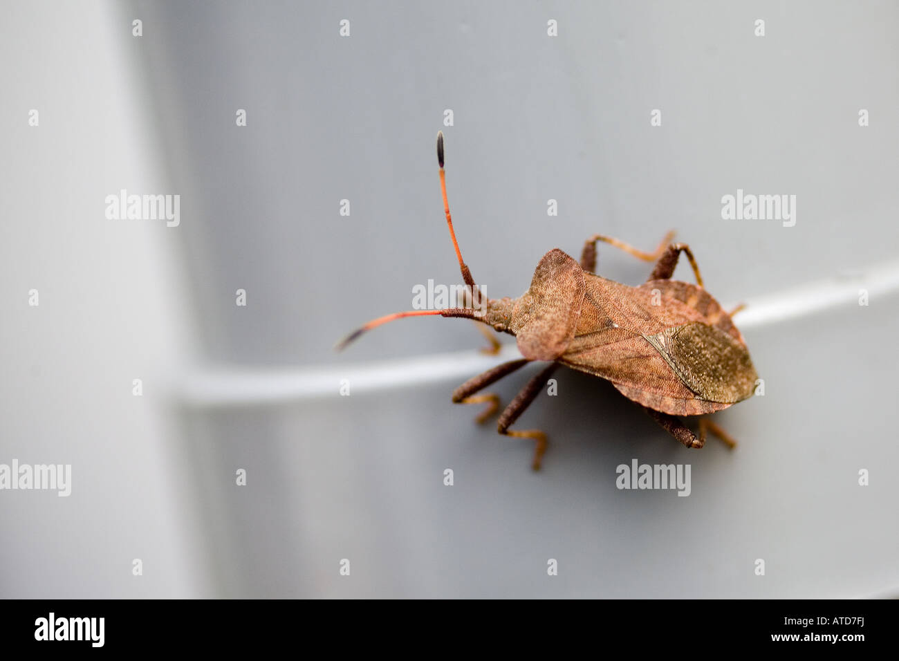 Insects bedbug hi-res stock photography and images - Alamy