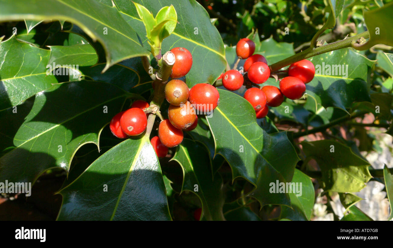 Holly Berries 1 Stock Photo Alamy