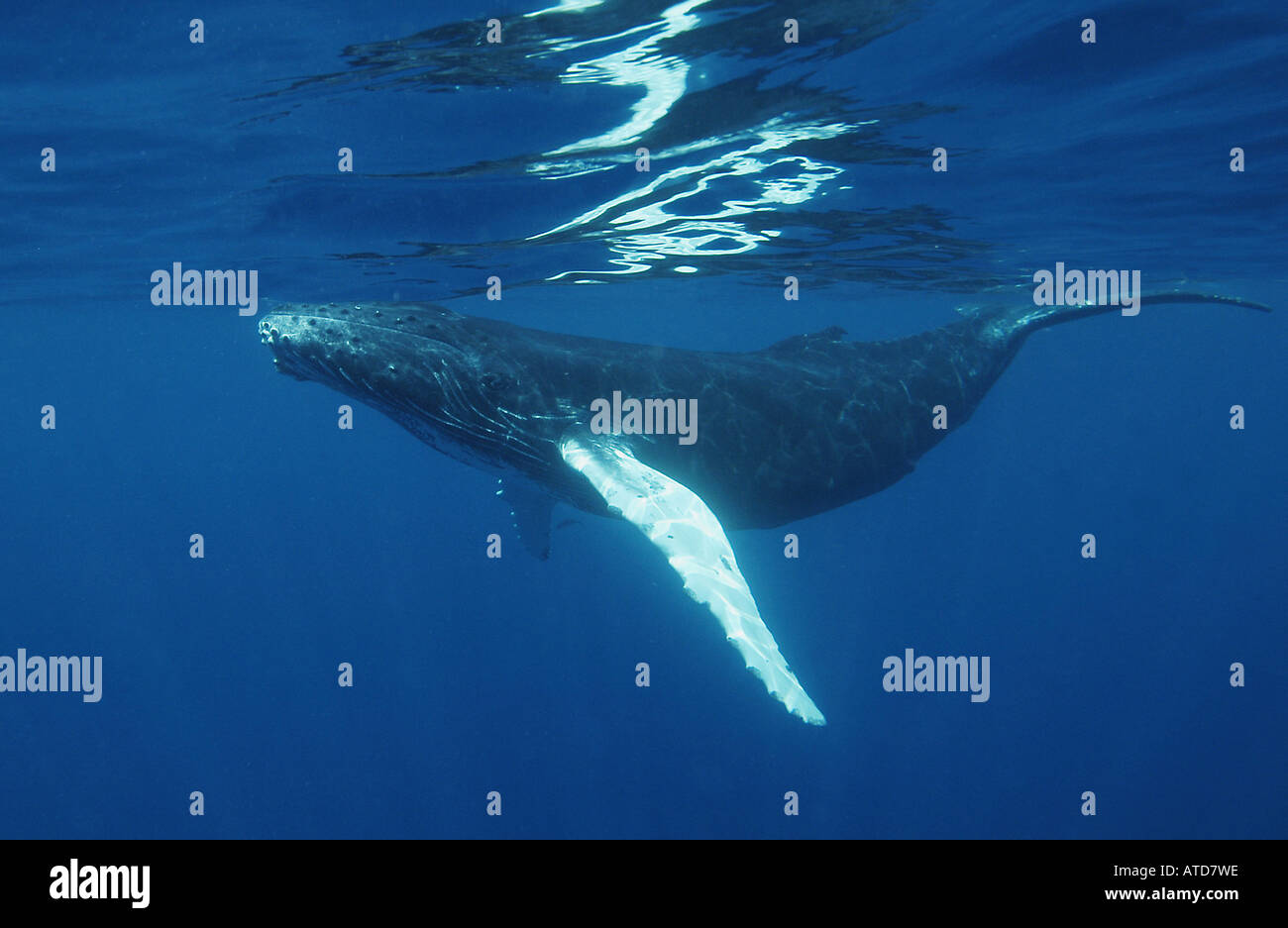 SILVER BANKS DOMINICAN REPUBLIC Humpback whales Megaptera novaeangliae