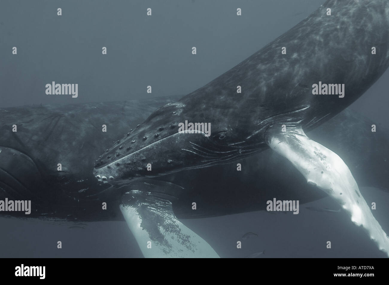 SILVER BANKS DOMINICAN REPUBLIC Humpback whales Megaptera novaeangliae