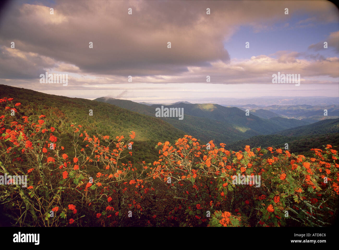 Mountain Ash In Fall Craggy Gardens Area NC Stock Photo