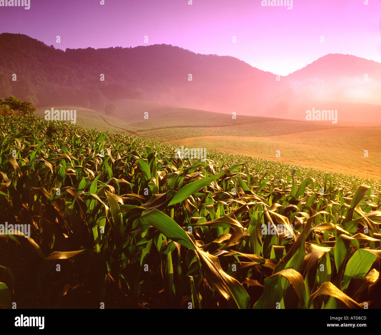 Sunrise in a corn field on a farm in the Blue Ridge Mountains of North Carolina Stock Photo