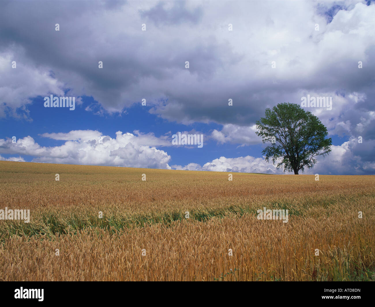 Single tree in wheat field, Hokkaido, Japan Stock Photo - Alamy