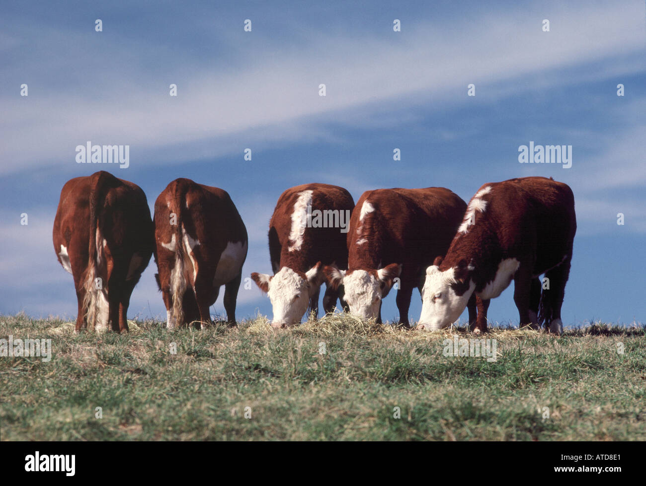 Cows graze in pasture Stock Photo