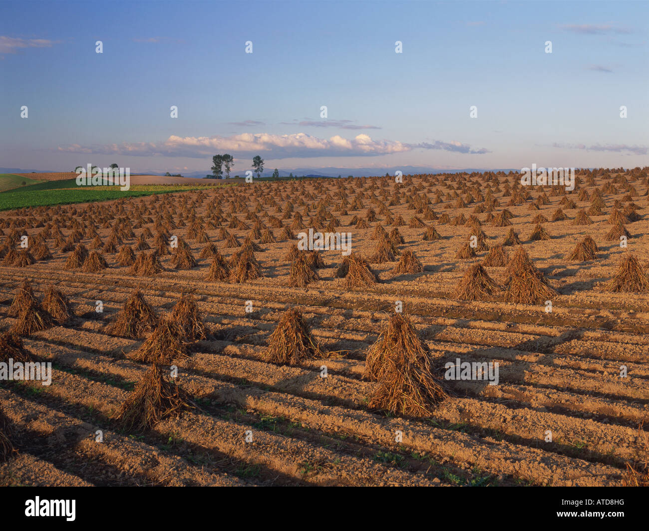 Soybean field after harvest, Hokkaido, Japan Stock Photo Alamy