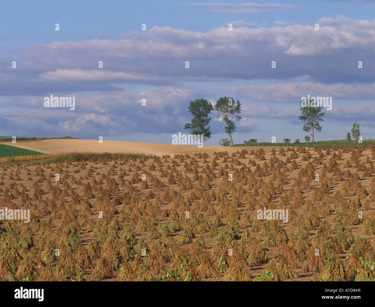 Soybean field, Hokkaido, Japan Stock Photo Alamy