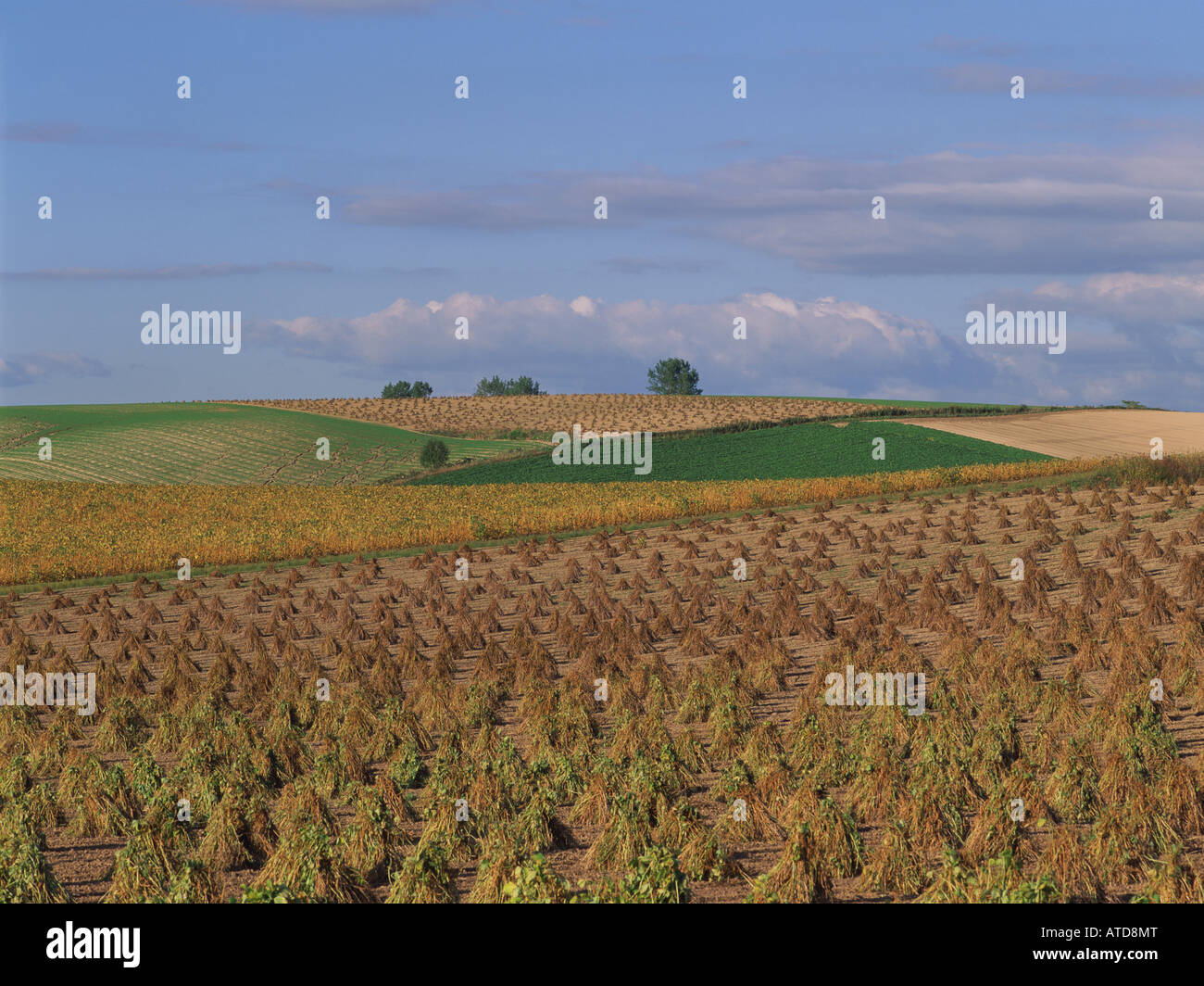 Soybean field, Hokkaido, Japan Stock Photo Alamy