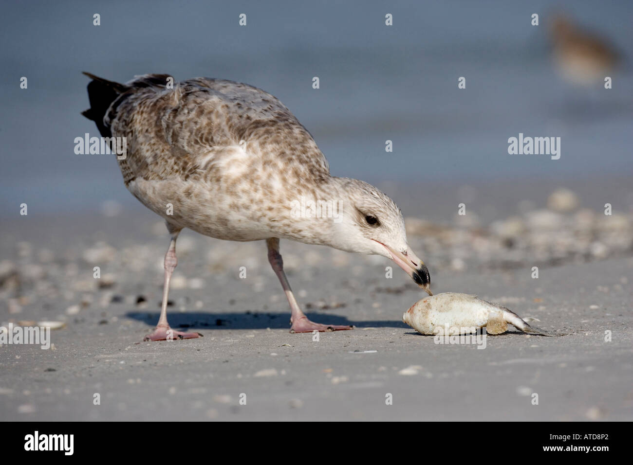 De Soto Park beach near Tampa Florida USA Stock Photo Alamy