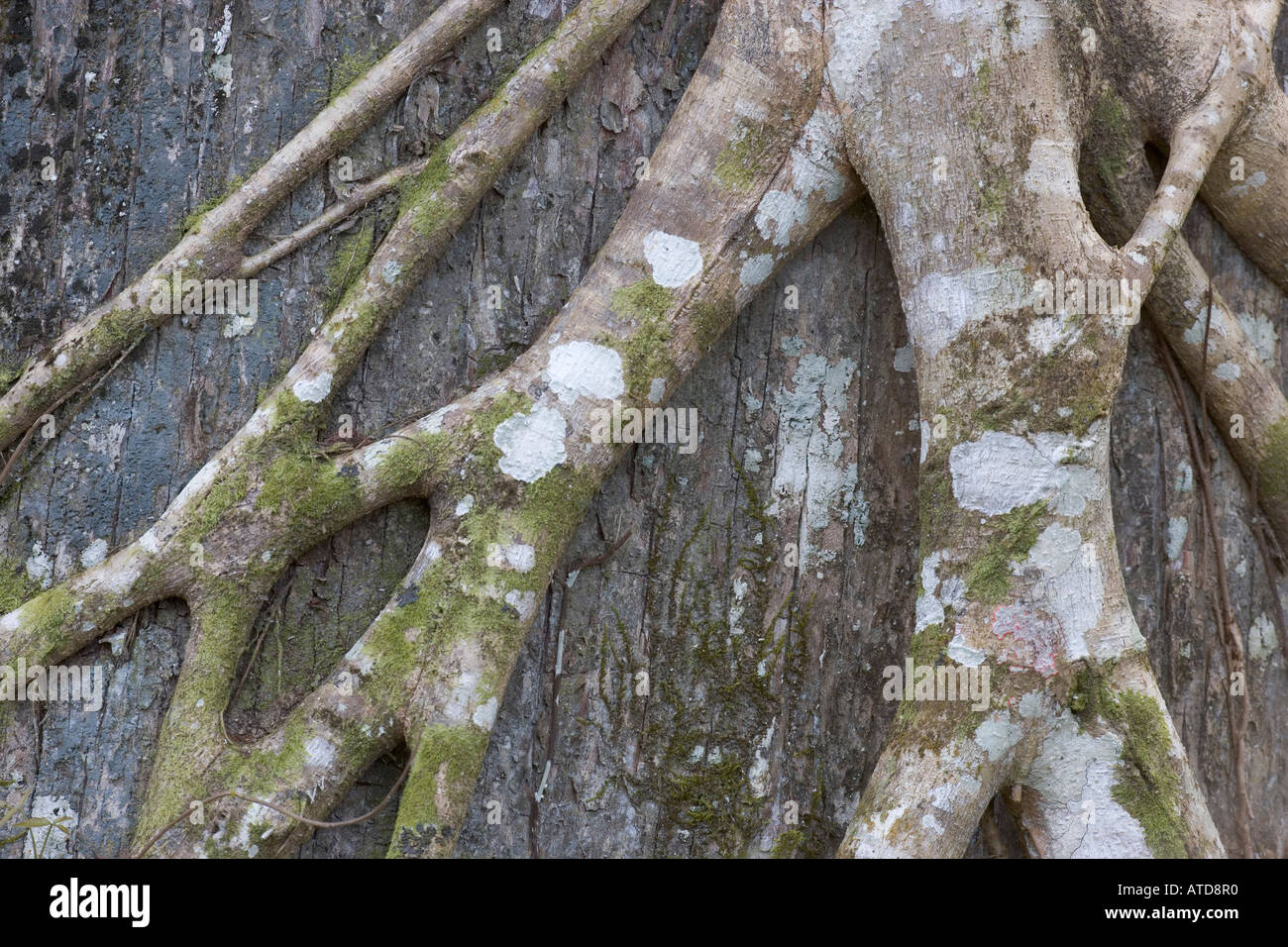 Strangler fig, roots, Ficus aurea Audubon Corkscrew Swamp Sanctuary Florida USA Stock Photo