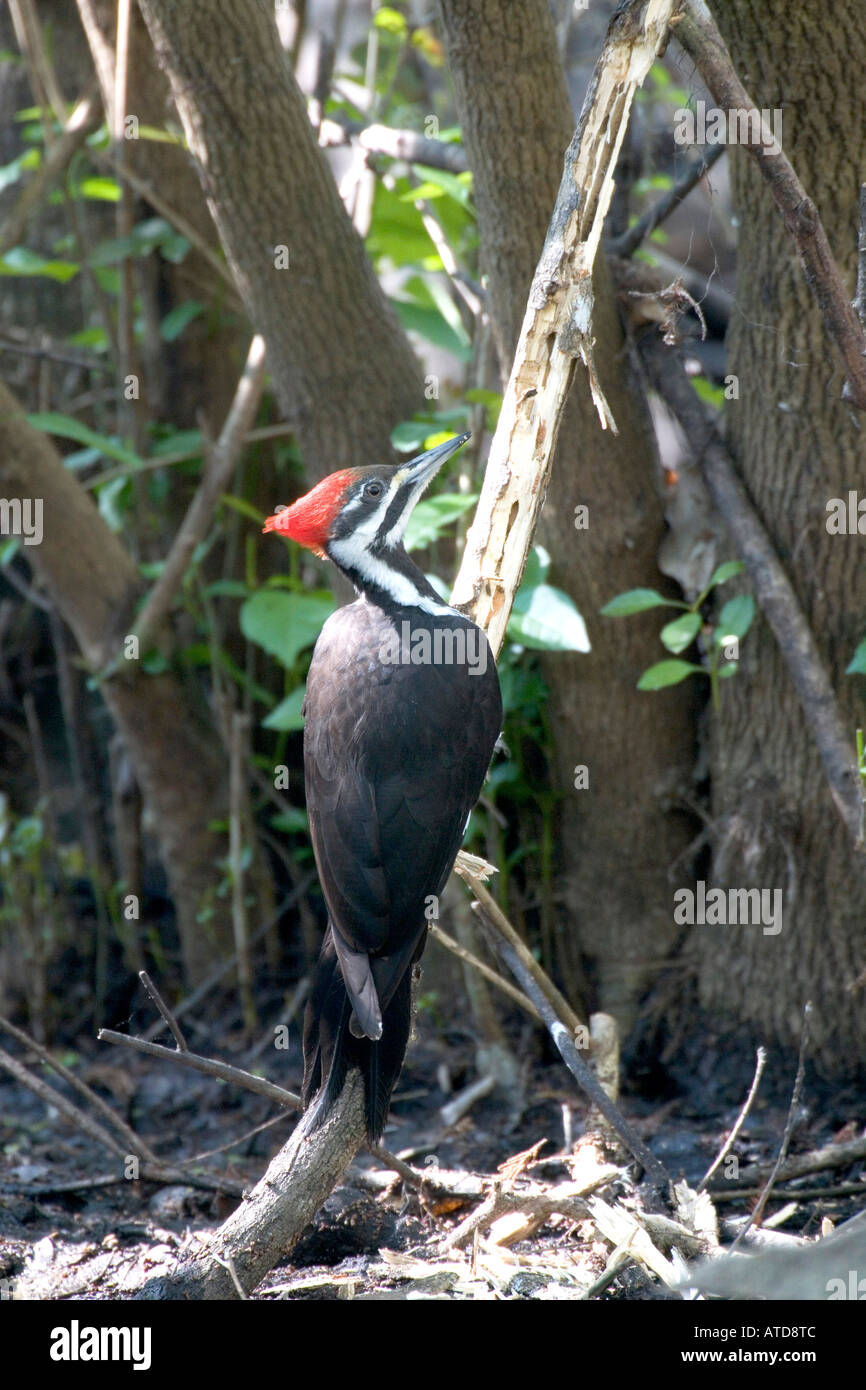 Woodpecker in a 500 years old virgin bald cypress forest Audubon Corkscrew Swamp Sanctuary Florida USA Stock Photo