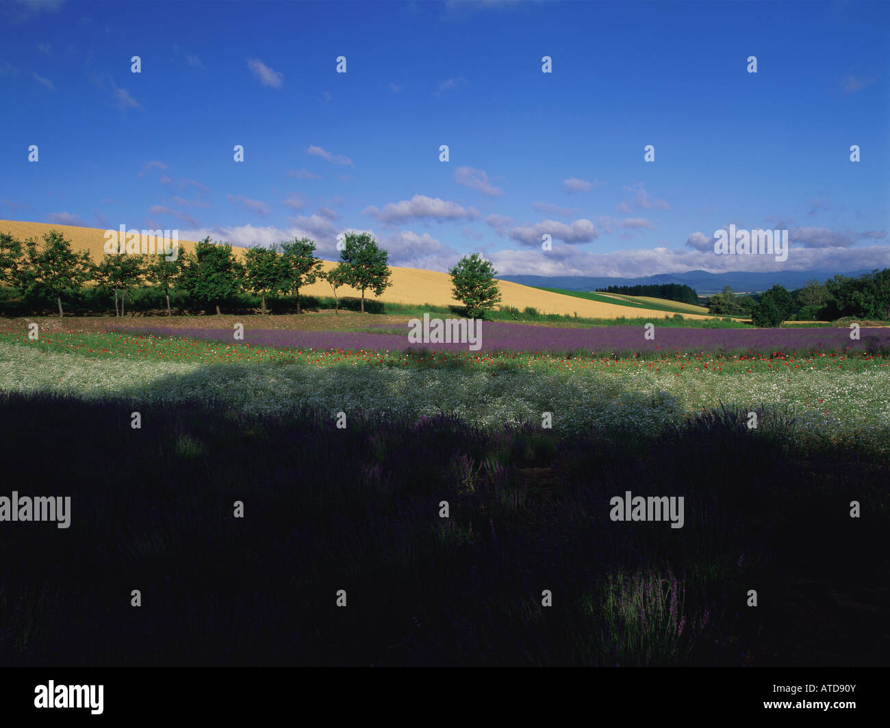 Wheat and lavender field, Hokkaido, Japan Stock Photo Alamy