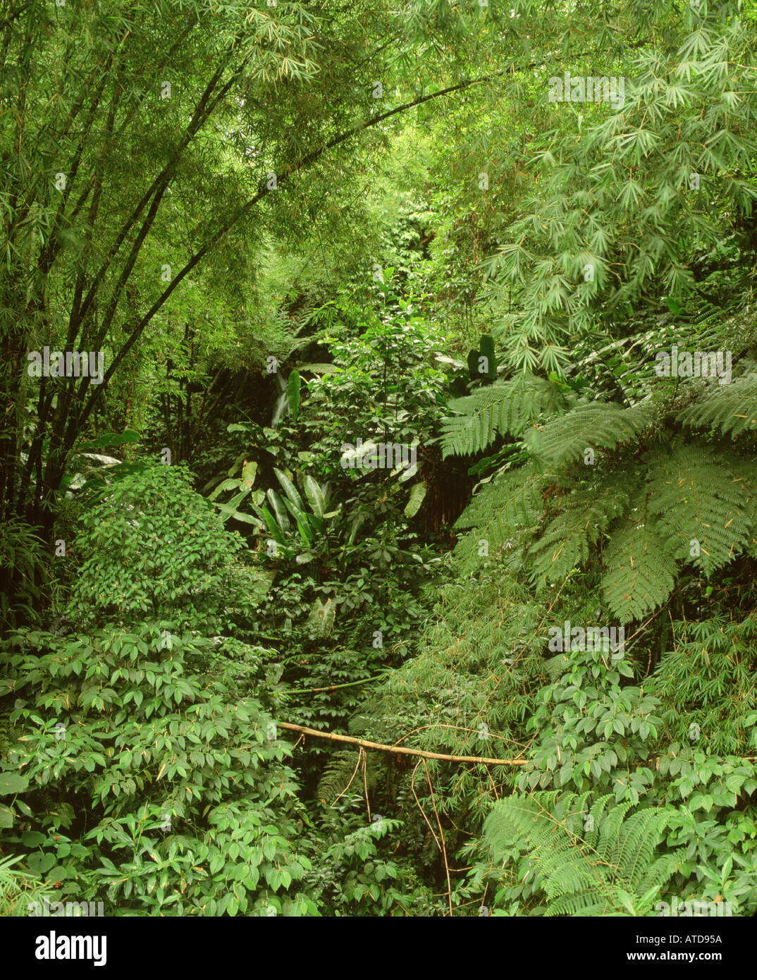 Rainforest martinique hires stock photography and images Alamy