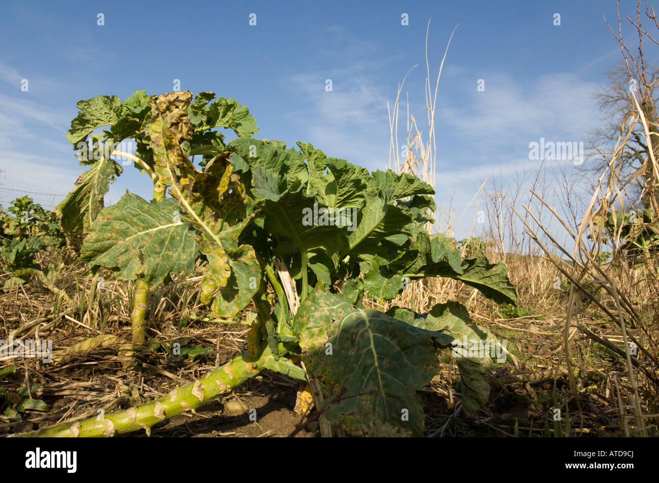Kale being used as a Cover Crop for game birds and wildlife at the edge of a field Stock Photo