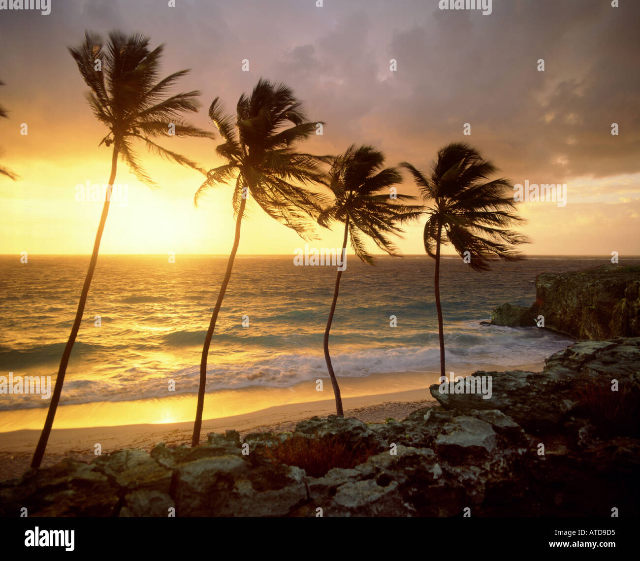 Beach ocean palm tree sunrise hi-res stock photography and images - Alamy