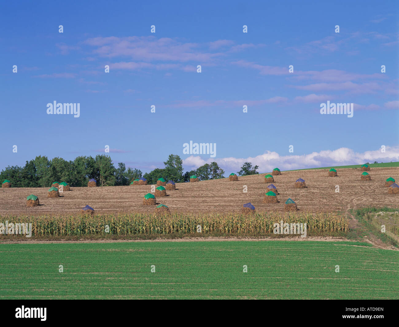 Soybean field after harvest, Hokkaido, Japan Stock Photo Alamy