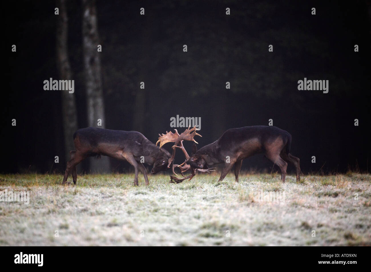 Fallow Bucks Rut Fallow Deer Bucks Rutting (Dama Dama Stock Photo - Alamy