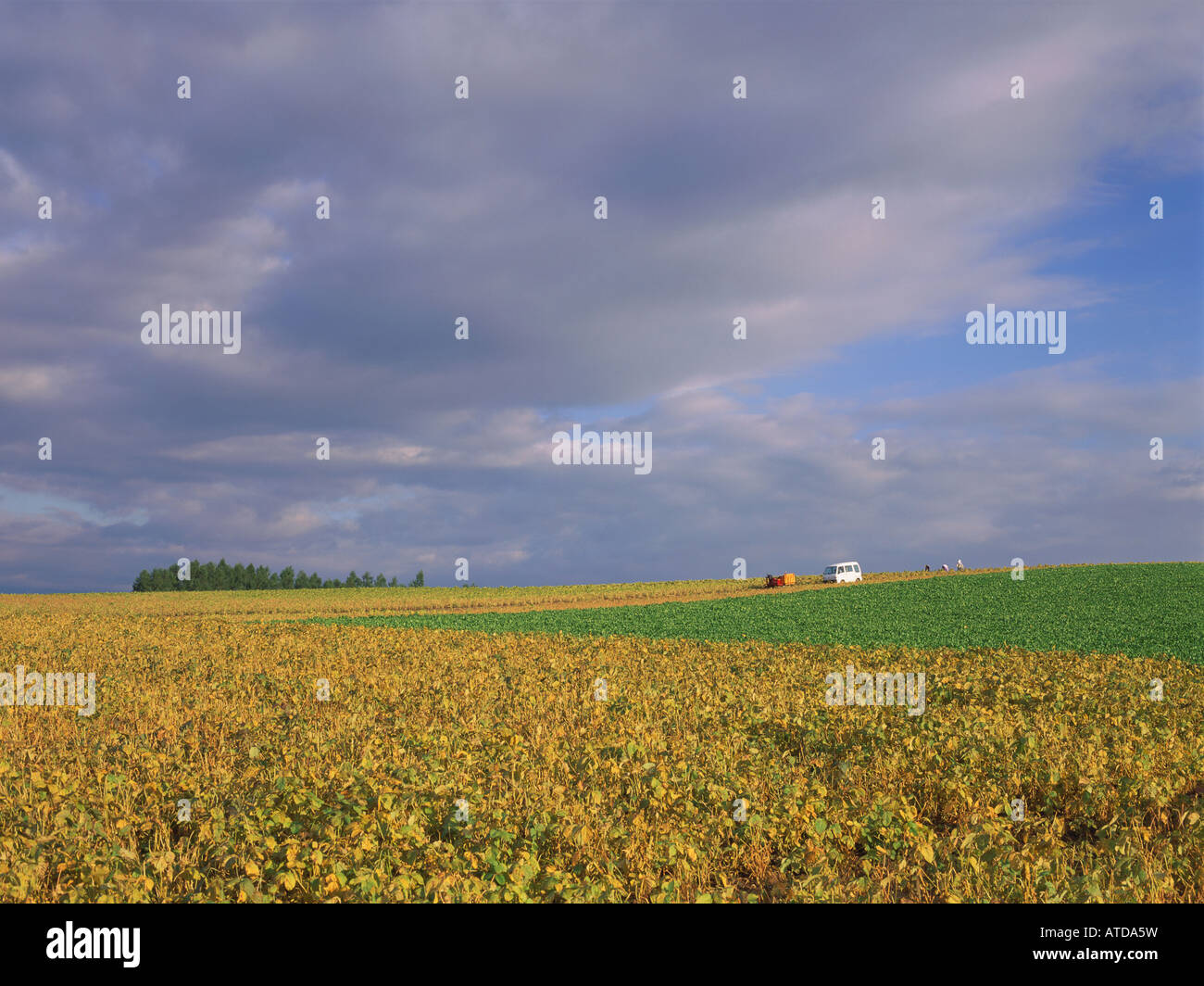 Soybean field, Hokkaido, Japan Stock Photo Alamy