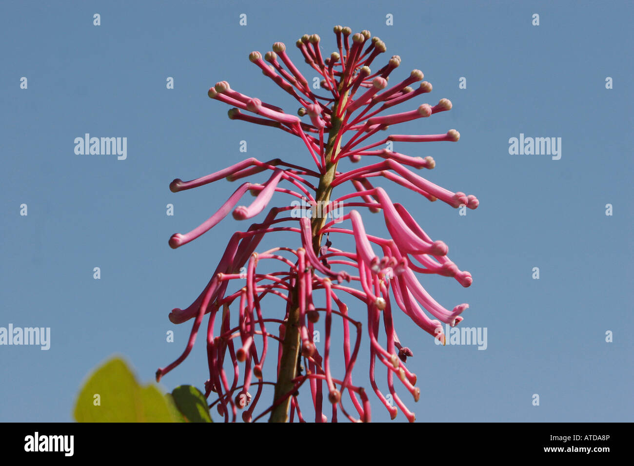 Deep pink and red flowering plant / flora on Putukusi Mountain Peru near Aguas Calientes Peru Stock Photo