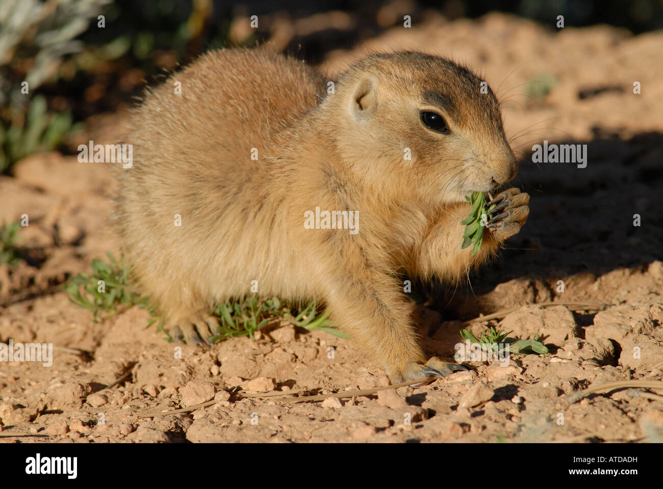 Stock photo of a Utah prairie dog feeding on forbs. Stock Photo