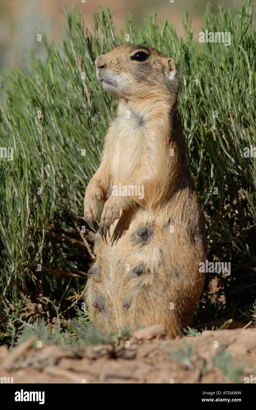 Stock photo of a female Utah prairie dog standing upright. Stock Photo