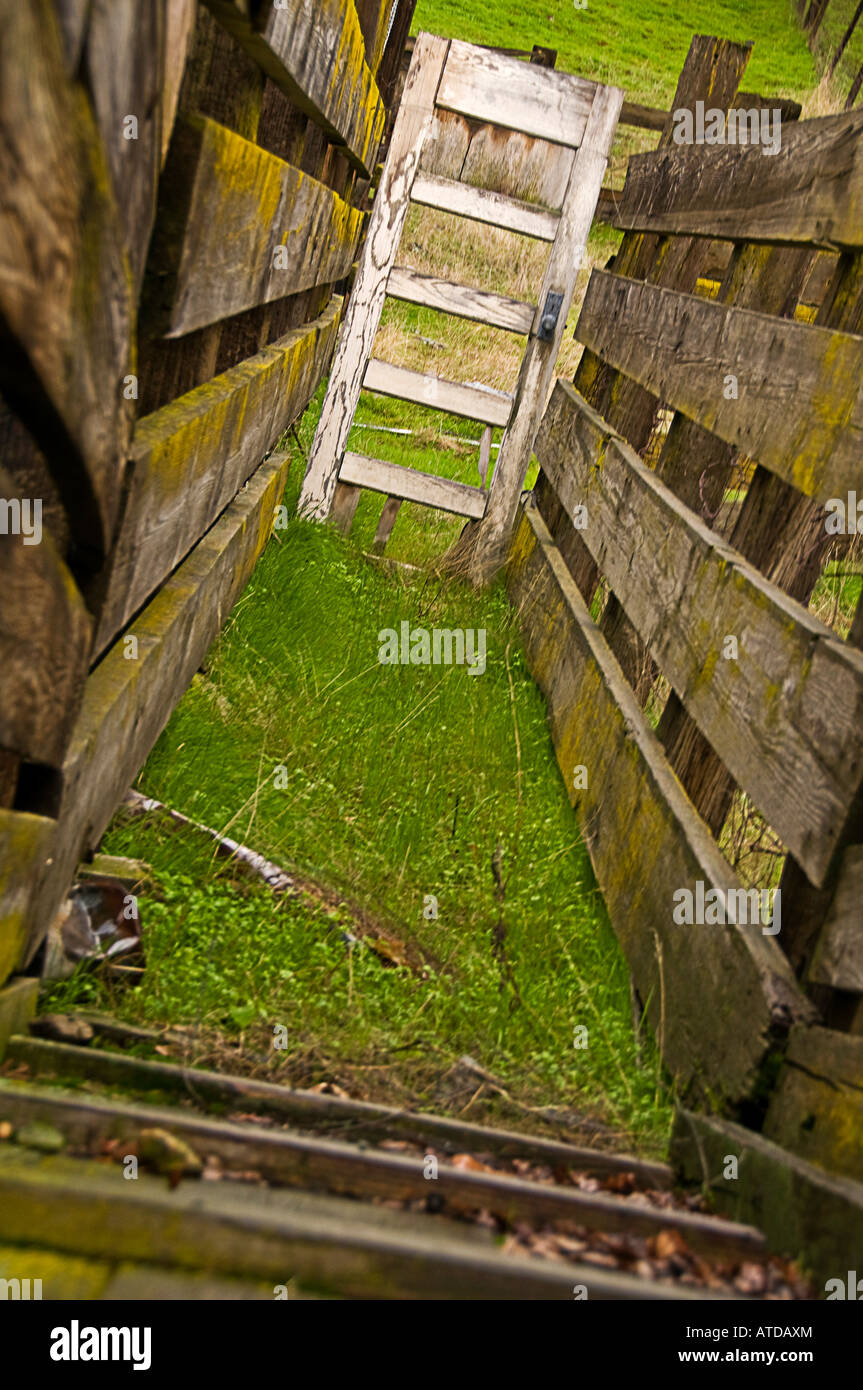 Cattle Sheep Loading Ramp Stock Photo - Alamy
