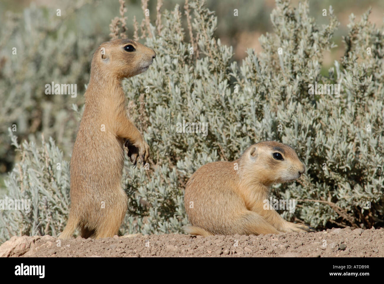 Stock photo of two young Utah prairie dogs sitting together. Stock Photo