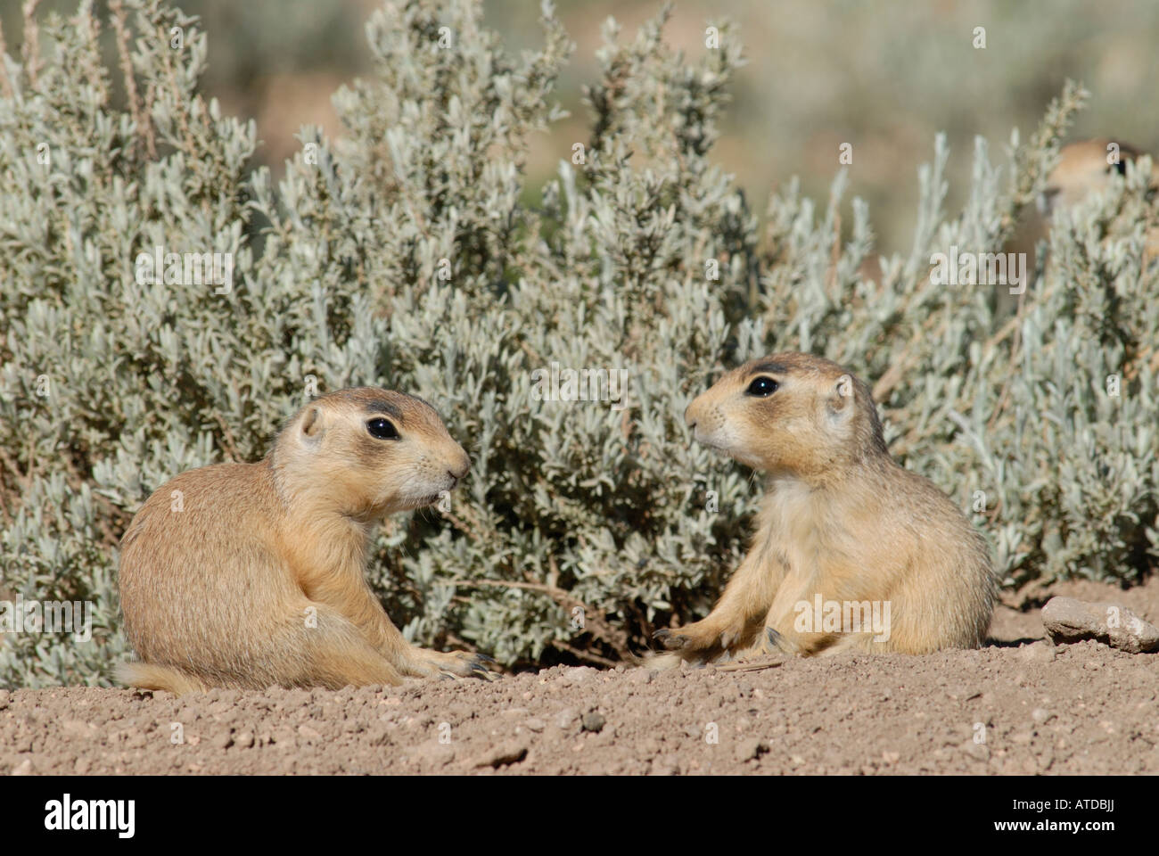 Stock photo of two Utah prairie dog pups sitting facing each other. Stock Photo