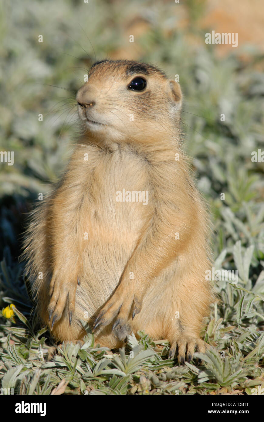 Stock photo of a Utah prairie dog in a sitting posture. Stock Photo