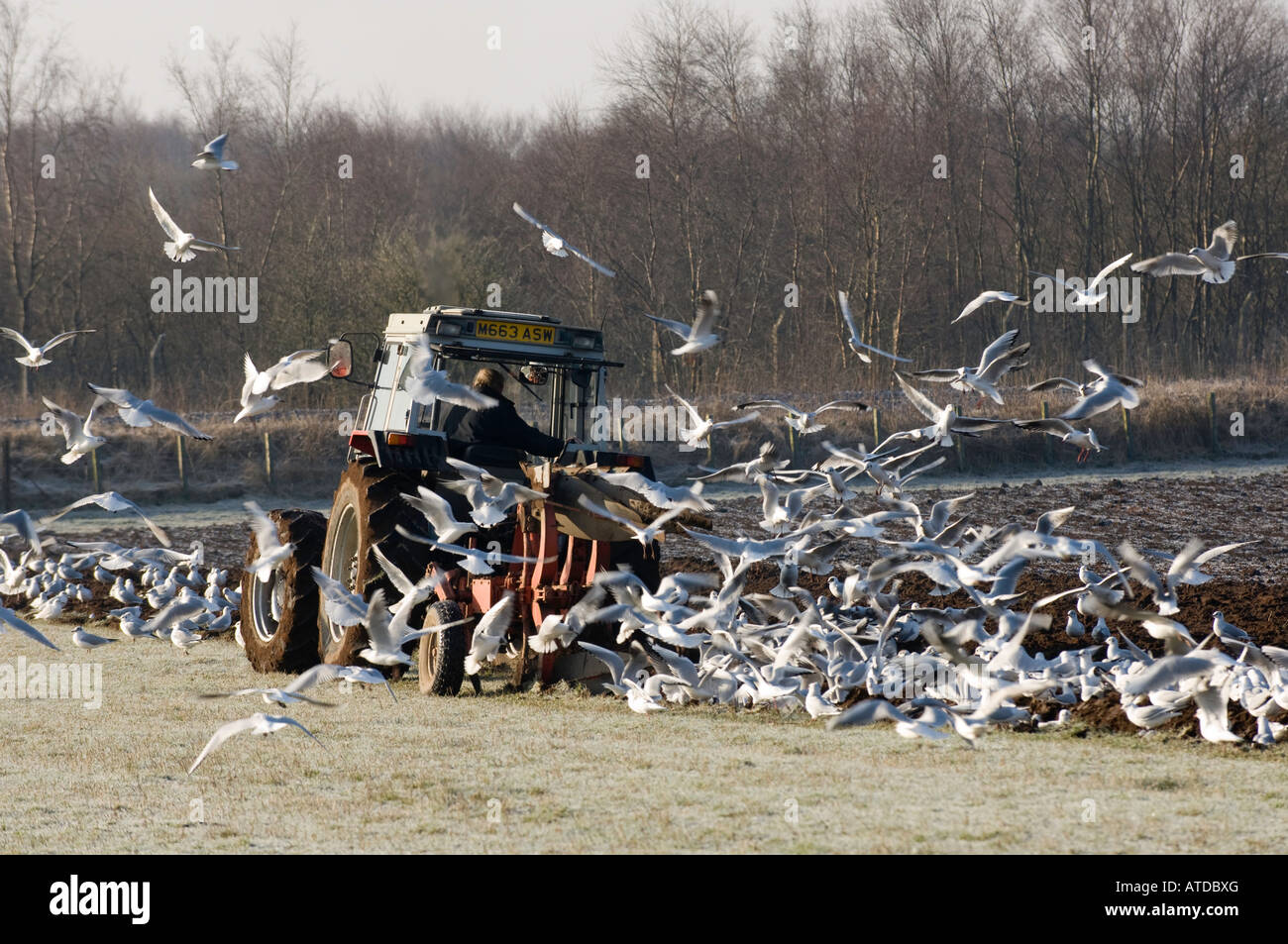 Ploughing grass in in preperation for barley planting plough being followed by flock of seagulls Dumfries Scotland Stock Photo