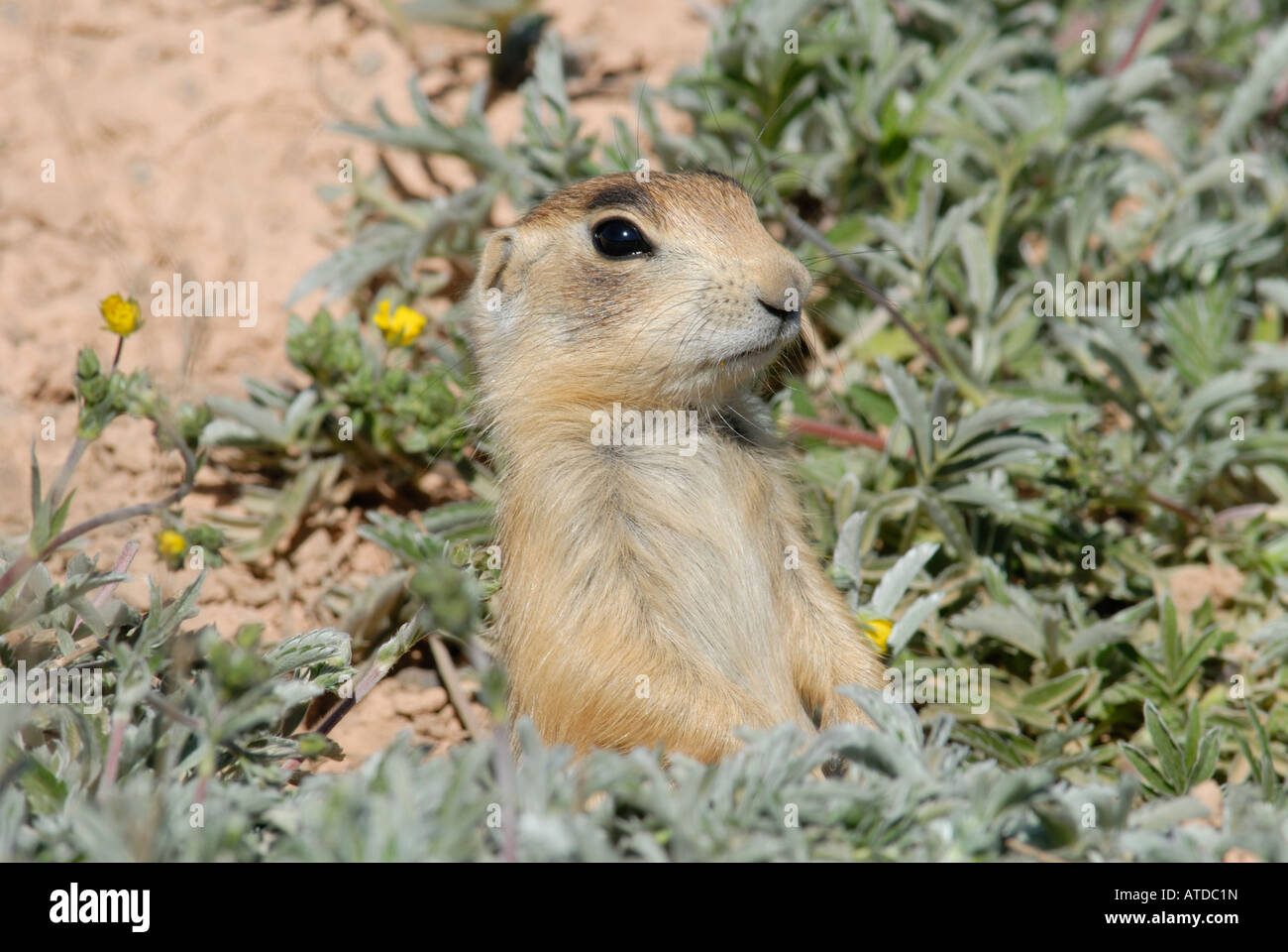 Stock photo profile of a young prairie dog at his burrow. Stock Photo