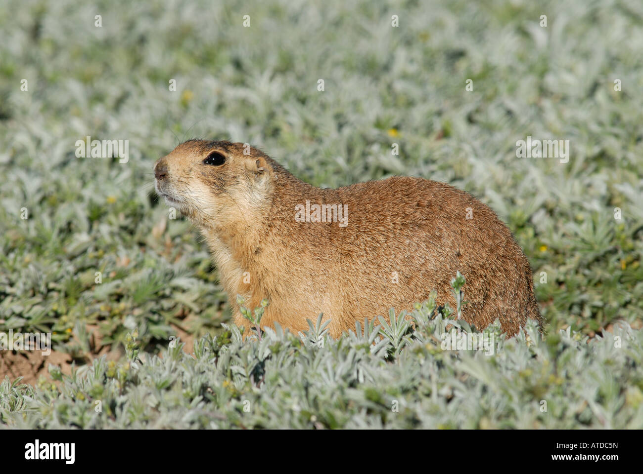 Stock photo profile of a Utah prairie dog. Stock Photo