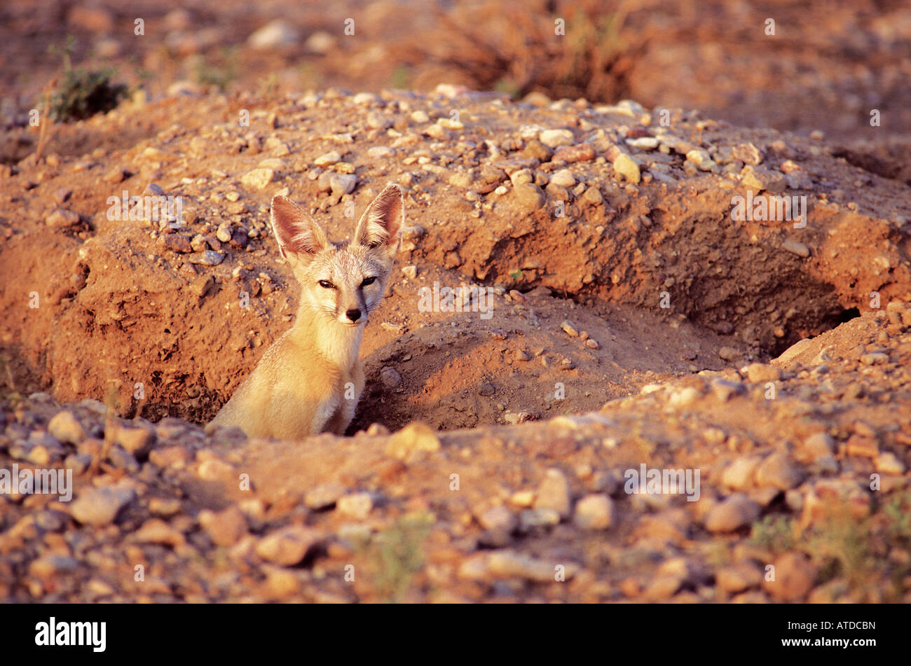 Kit Fox Vulpes macrotis Stock Photo Alamy
