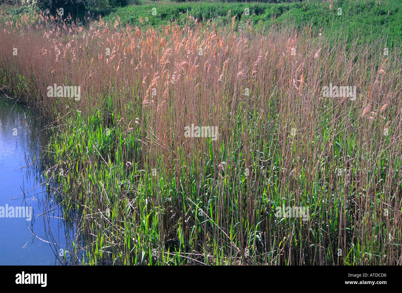 Reed beds River Alde Suffolk England Stock Photo Alamy