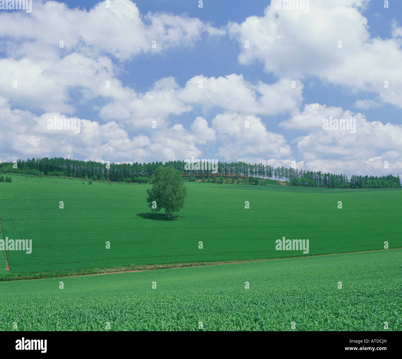 Single tree in green field, Hokkaido, Japan Stock Photo - Alamy