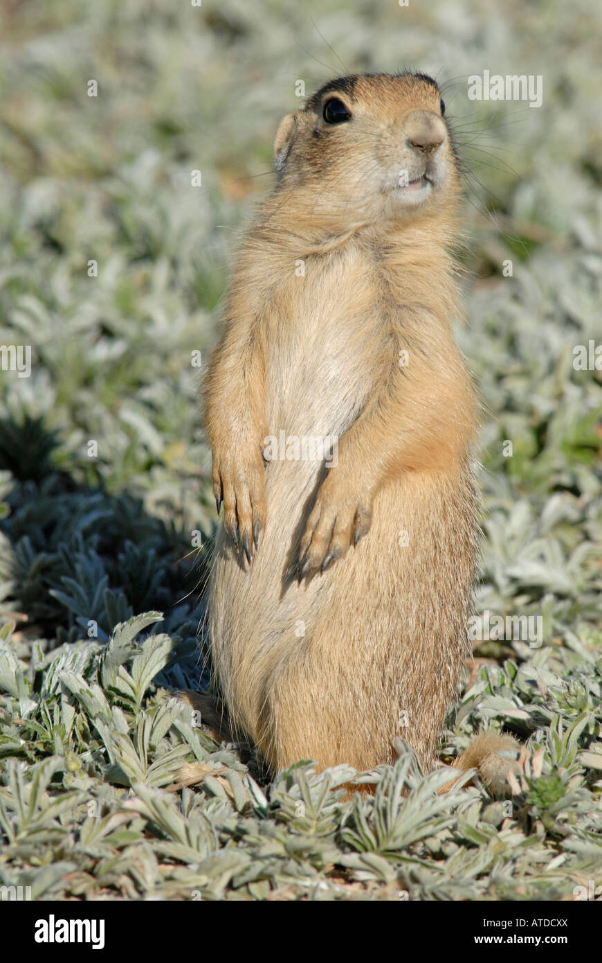 Stock photo of a young Utah prairie dog standing upright. Stock Photo