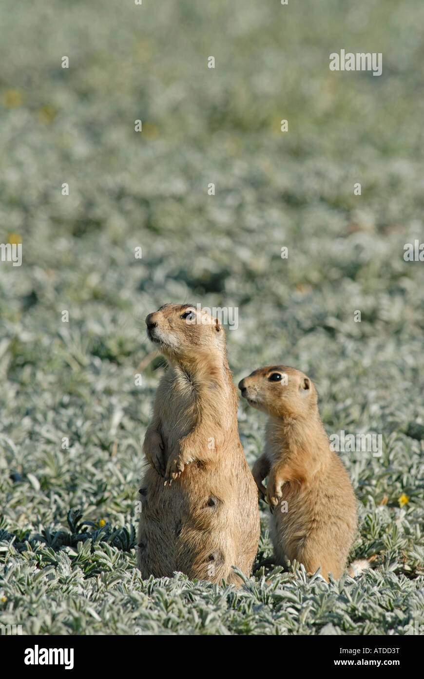 Stock photo of a utah prairie dog mother and pup standing together. Stock Photo