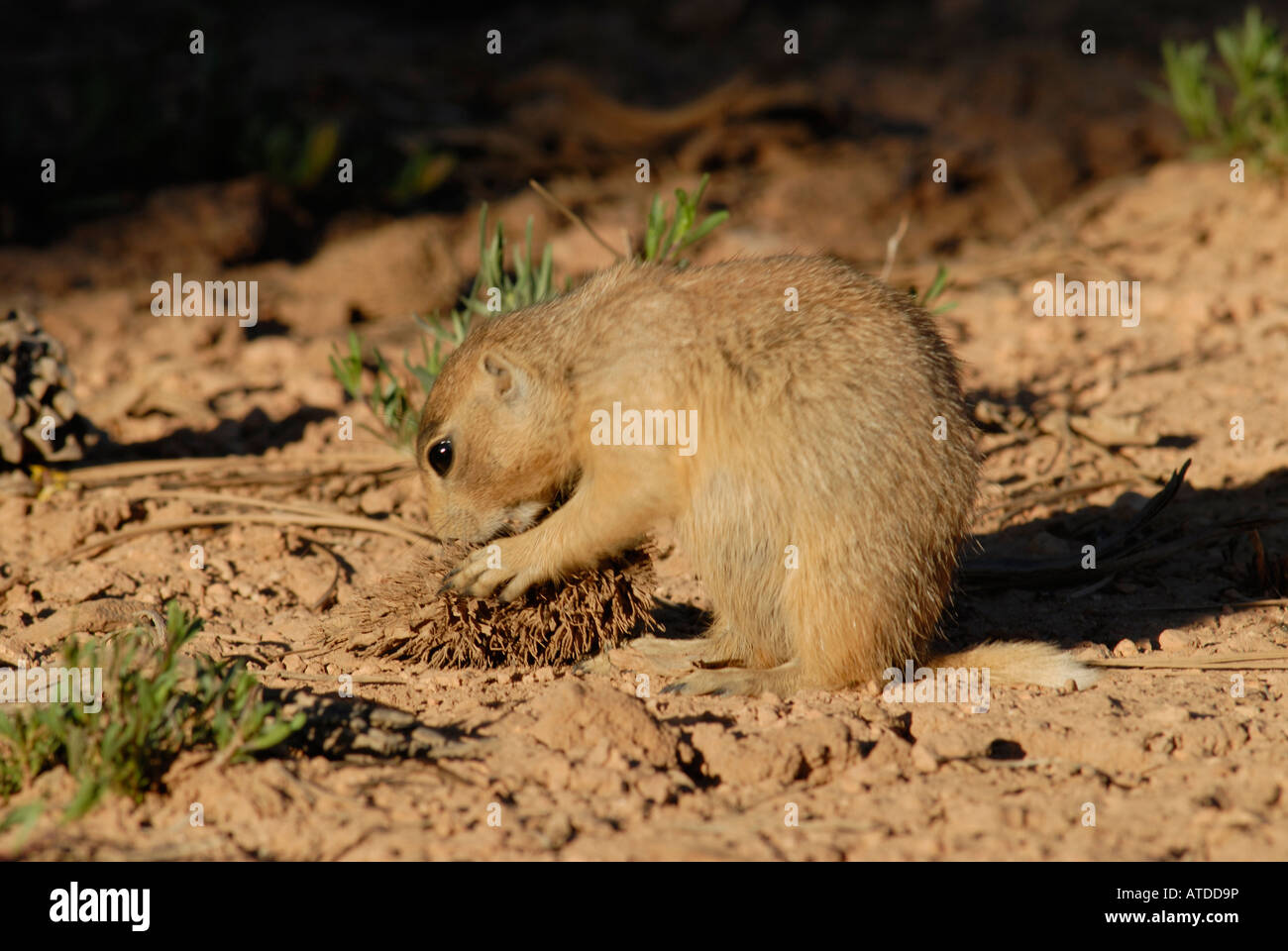 Stock photo of a Utah prairie dog eating seeds from a pine cone. Stock Photo