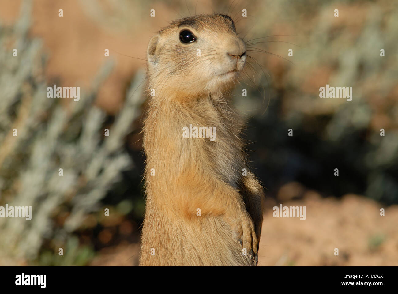 Stock photo closeup profile of a young Utah prairie dog. Stock Photo