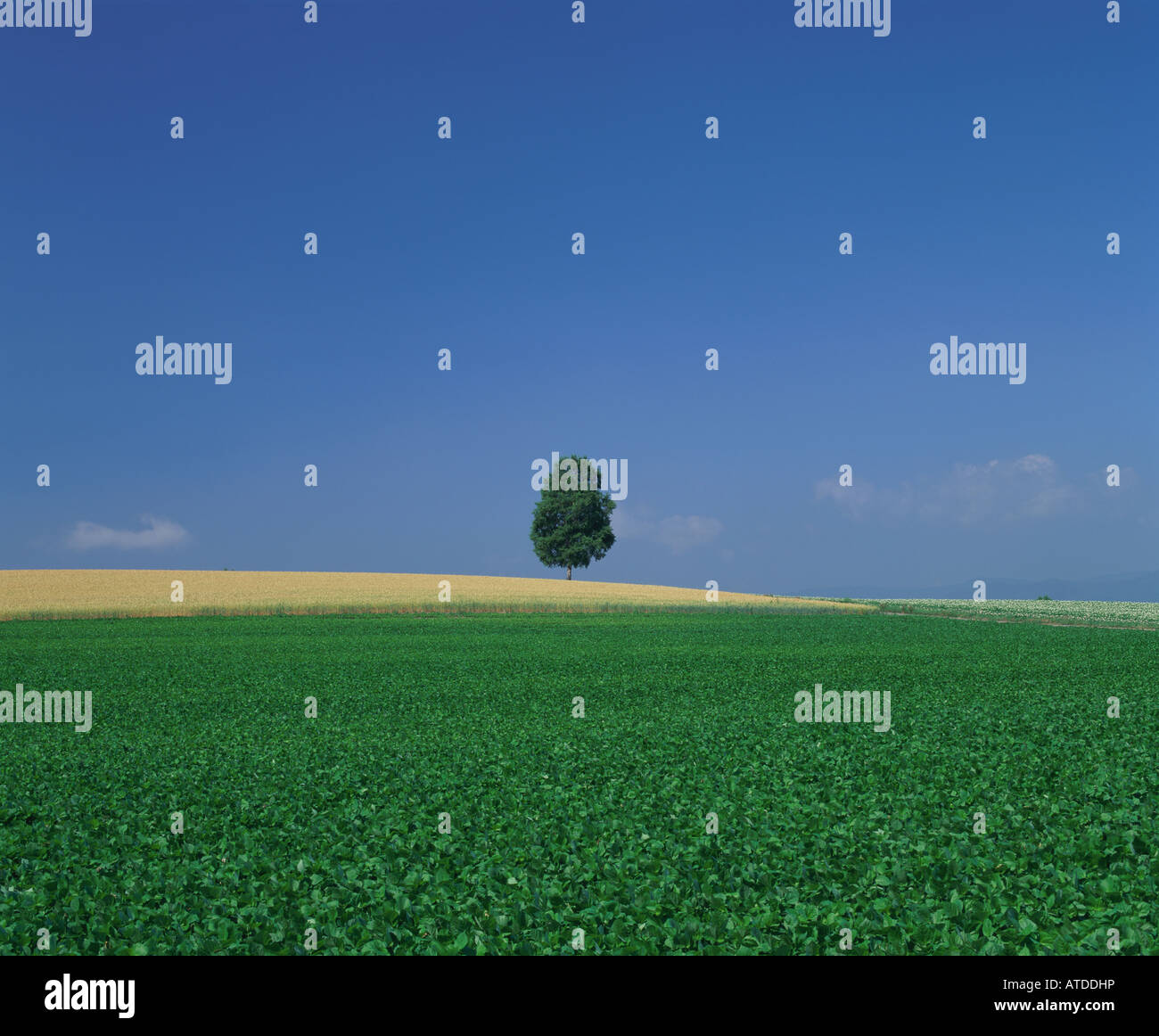 Single tree in green field, Hokkaido, Japan Stock Photo - Alamy