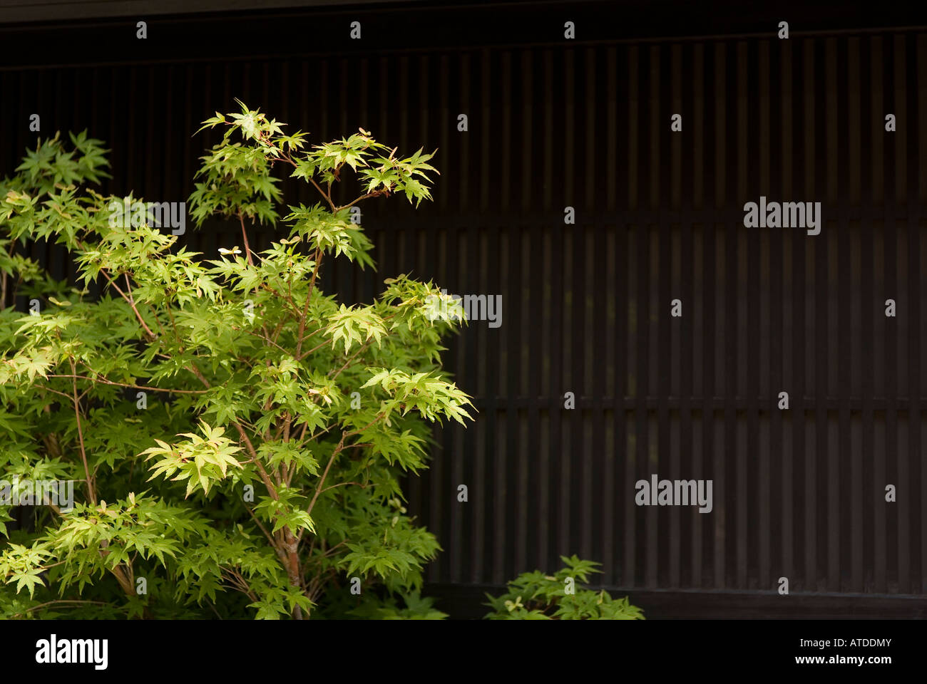 Japan japanese maple tree hi-res stock photography and images - Alamy