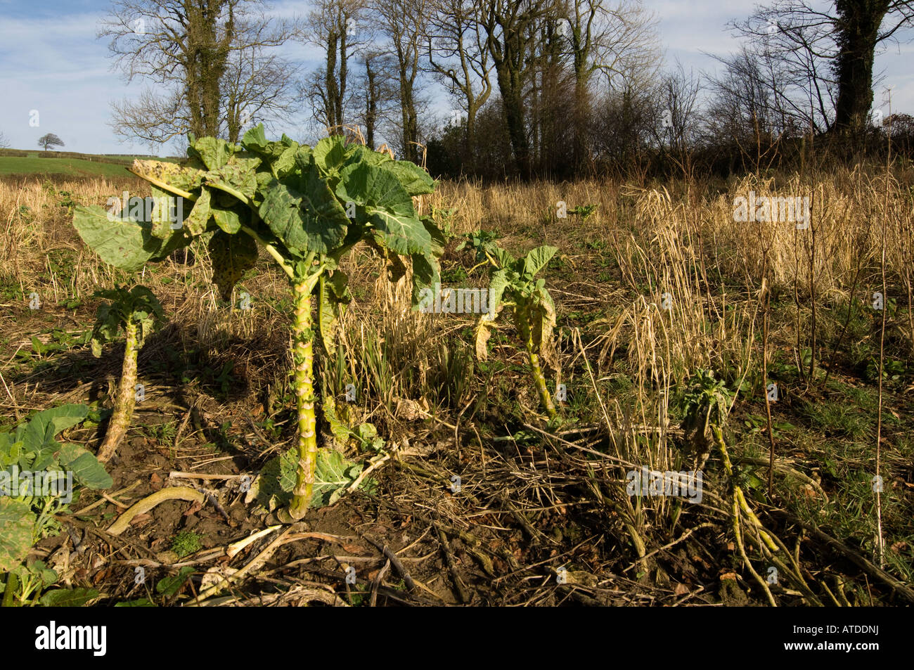 Kale being used as a Cover Crop for game birds and wildlife at the edge