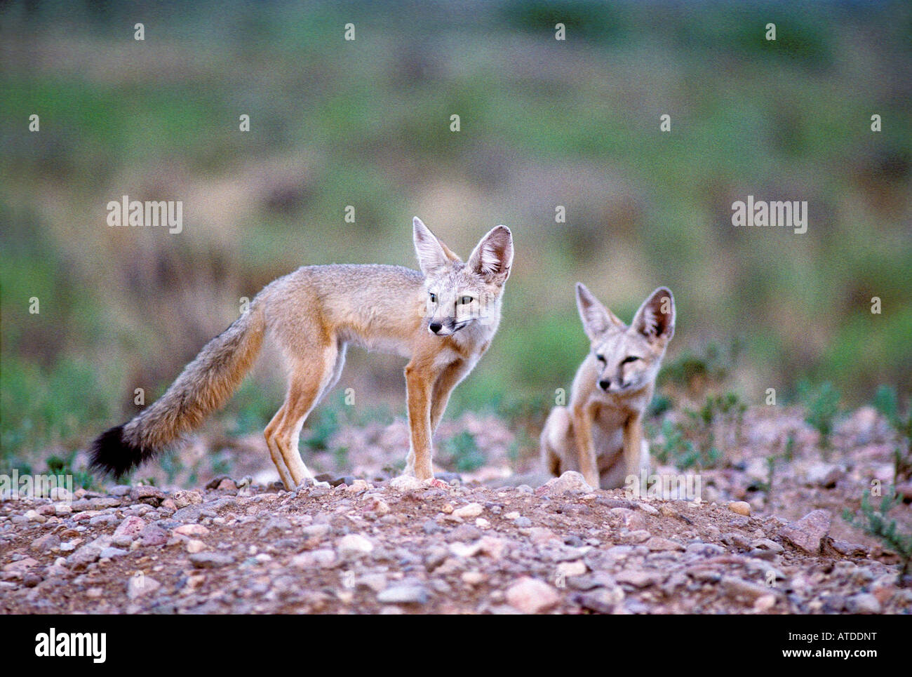 Kit Fox Vulpes macrotis Portal Cochise County ARIZONA United States