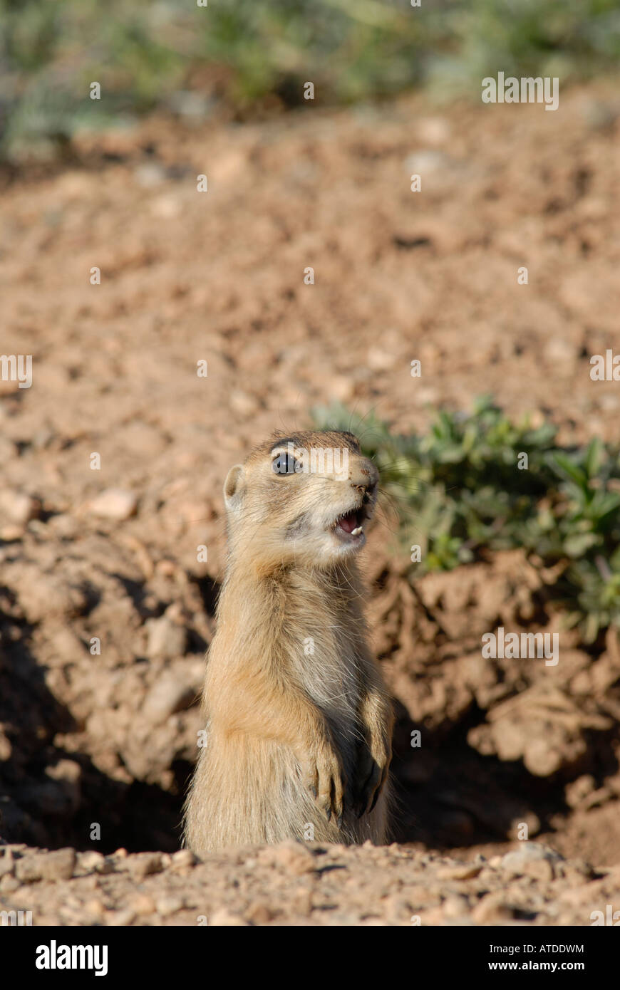 Stock photo of a young Utah prairie dog chattering at his burrow. Stock Photo