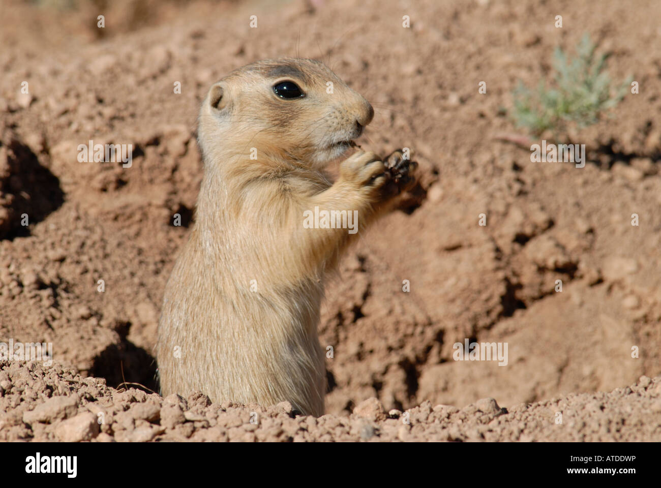 Stock photo of a Utah prairie dog pup eating at the entrance to his burrow. Stock Photo